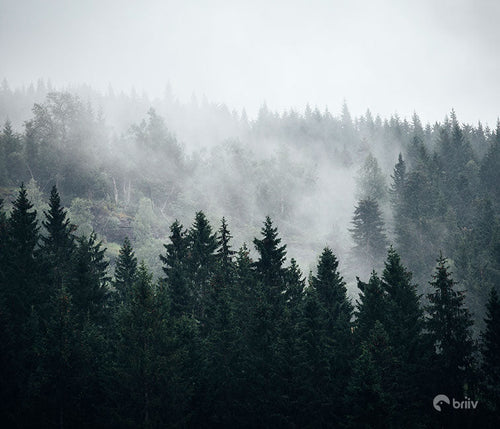 Dark green misty forest tree tops