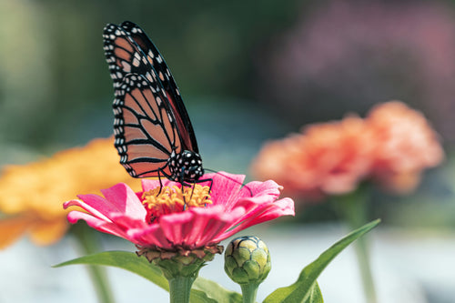 Butterfly on a flower