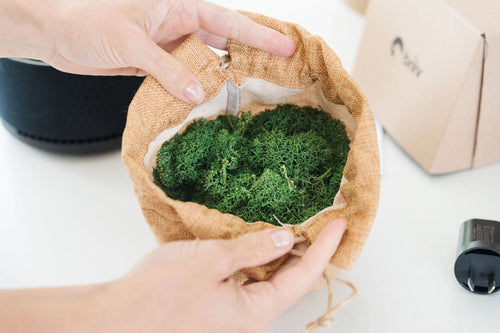 Briiv Moss, open ready for use in air purifier