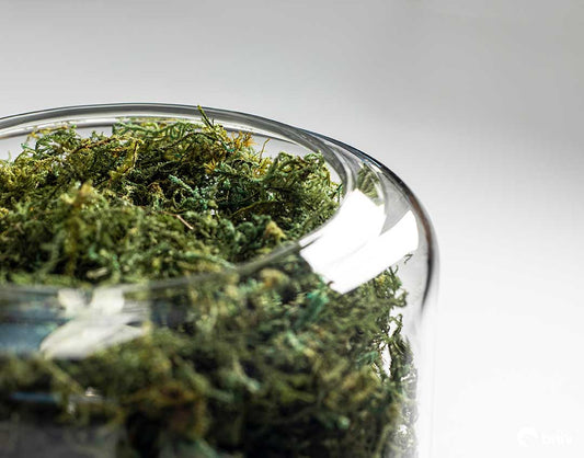 Yorkshire Moss One Year Filter Set