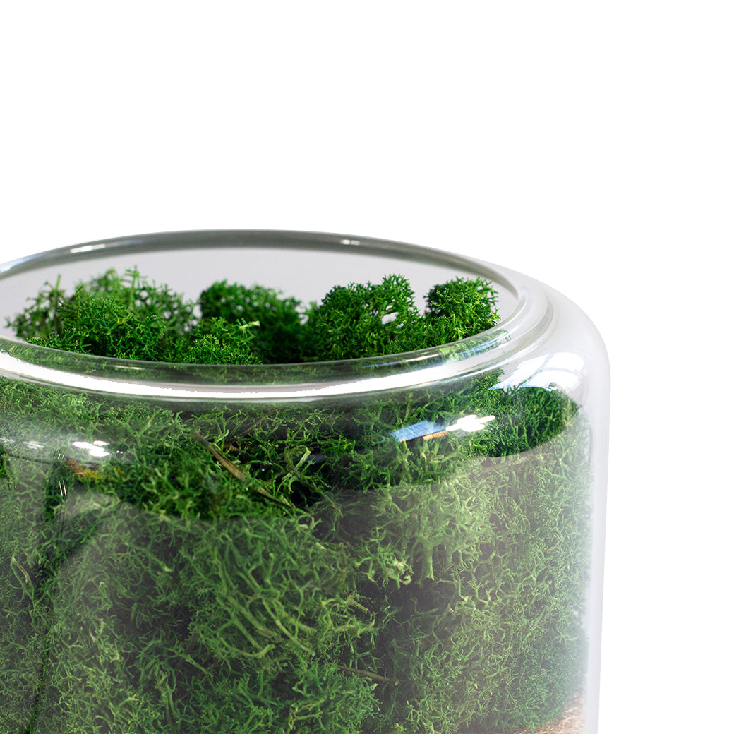 Moss inside of glass for briiv side view