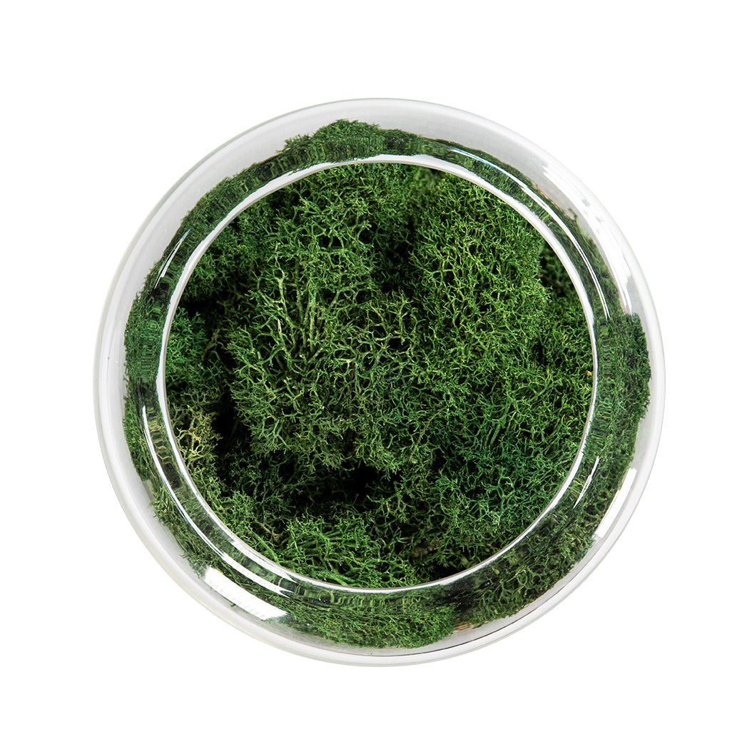 Moss inside of glass for briiv