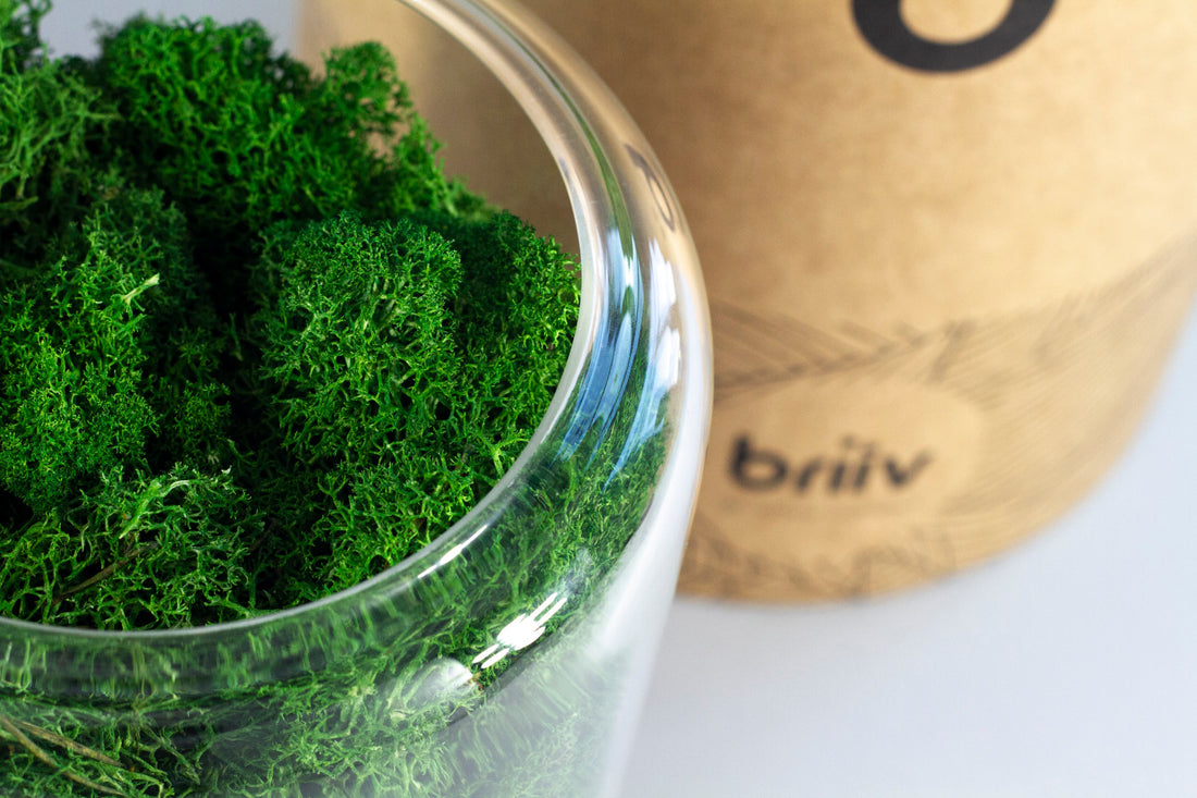 Embracing The Circular Economy and Designing Towards a Greener Planet: The Briiv Story So Far