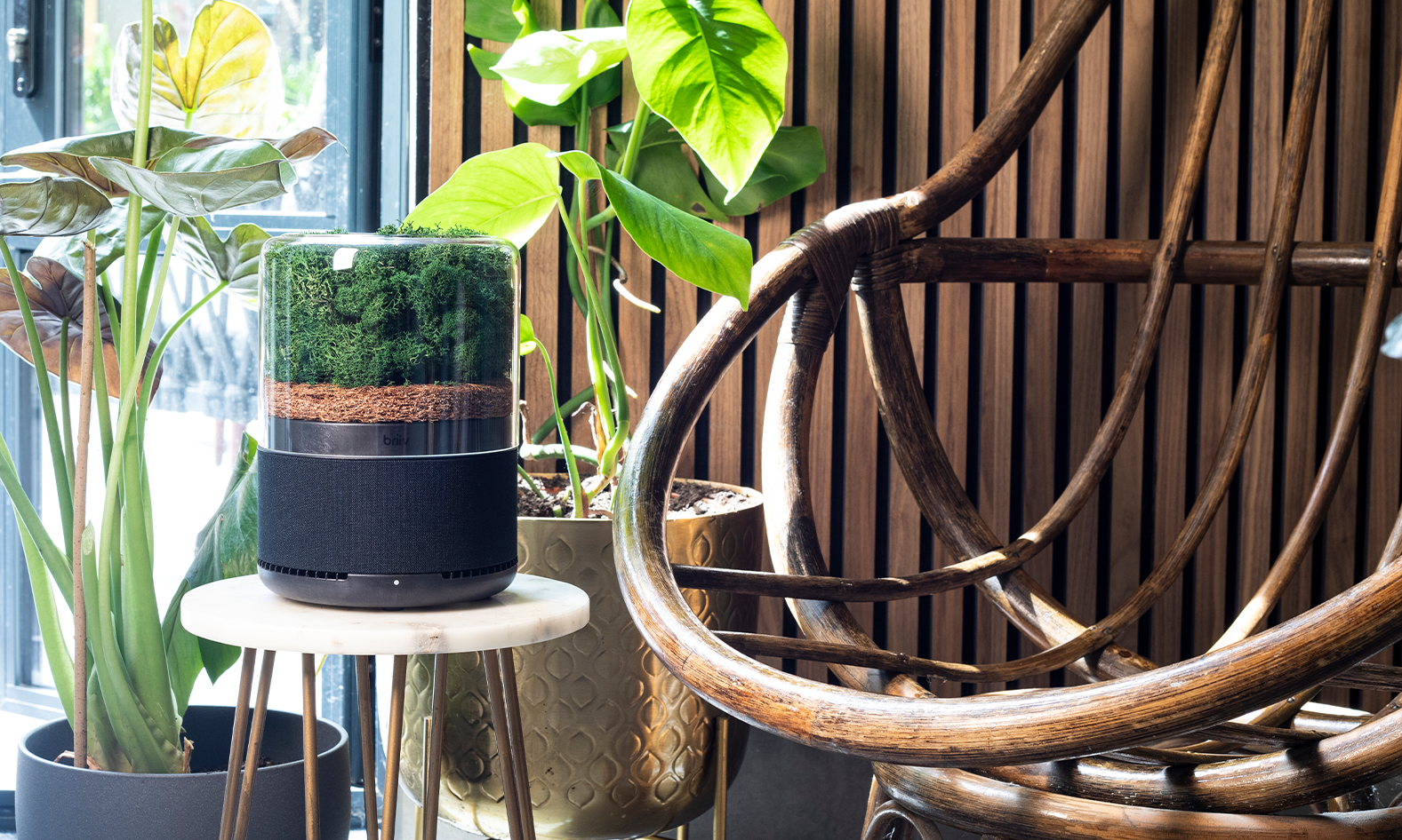 The Briiv Air Filter Is the Moss-Powered Air Purifier You Need