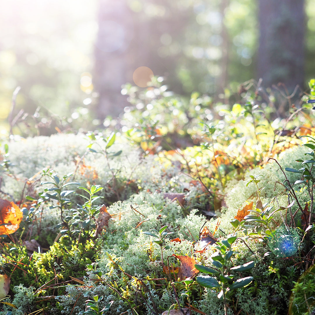 Moss in a forest on a sunny morning