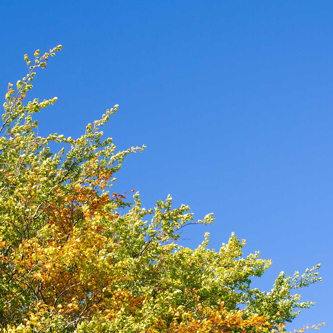 Blue sky with green leafy tree branches