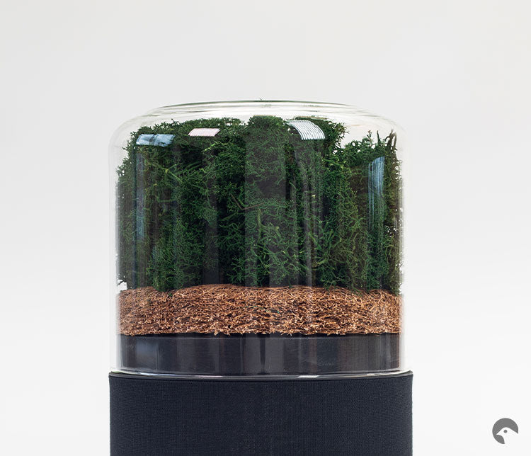 Briiv air purifier using the Reindeer Moss filter on white background.