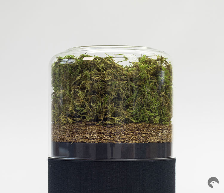 Briiv air filter with Yorkshire moss on a white background.
